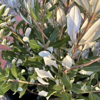 Banksia Foliage