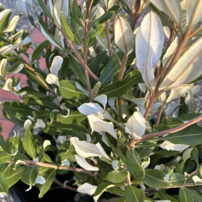 Banksia Foliage