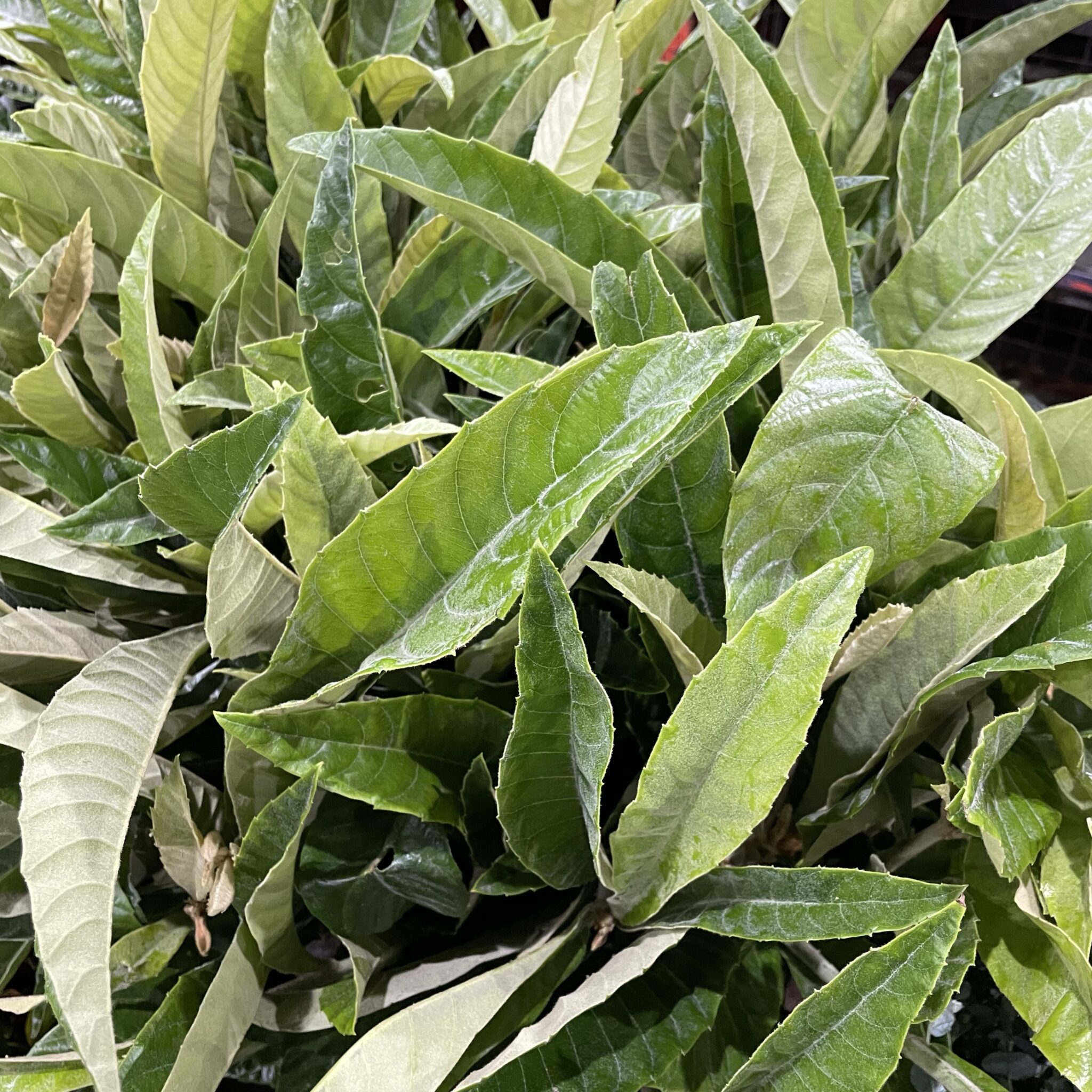 Chestnut Foliage The Flower Express