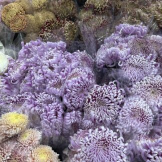 Chrysanthemums - Local