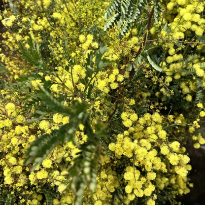 Wattle - flowering