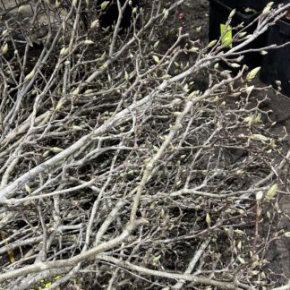 Magnolia Sticks