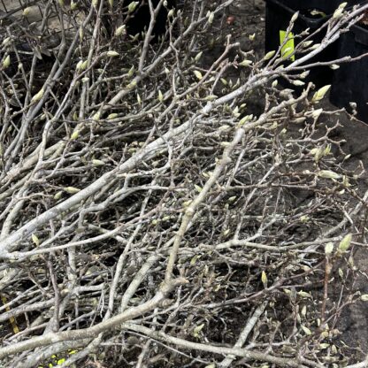 Magnolia Sticks