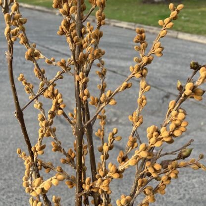 Paulownia