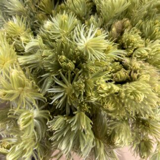 Phylica