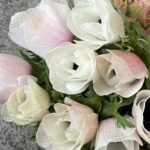 Anemone