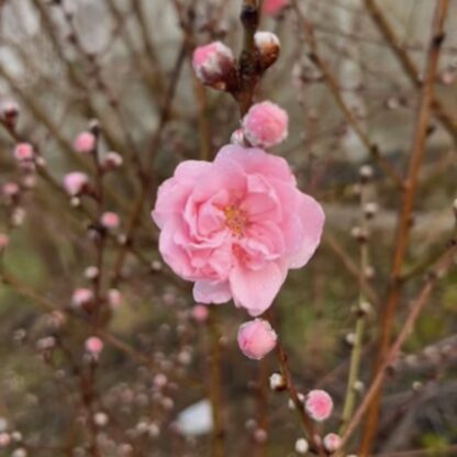Blossom