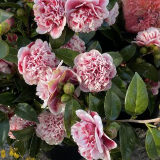 Camelia - flowering