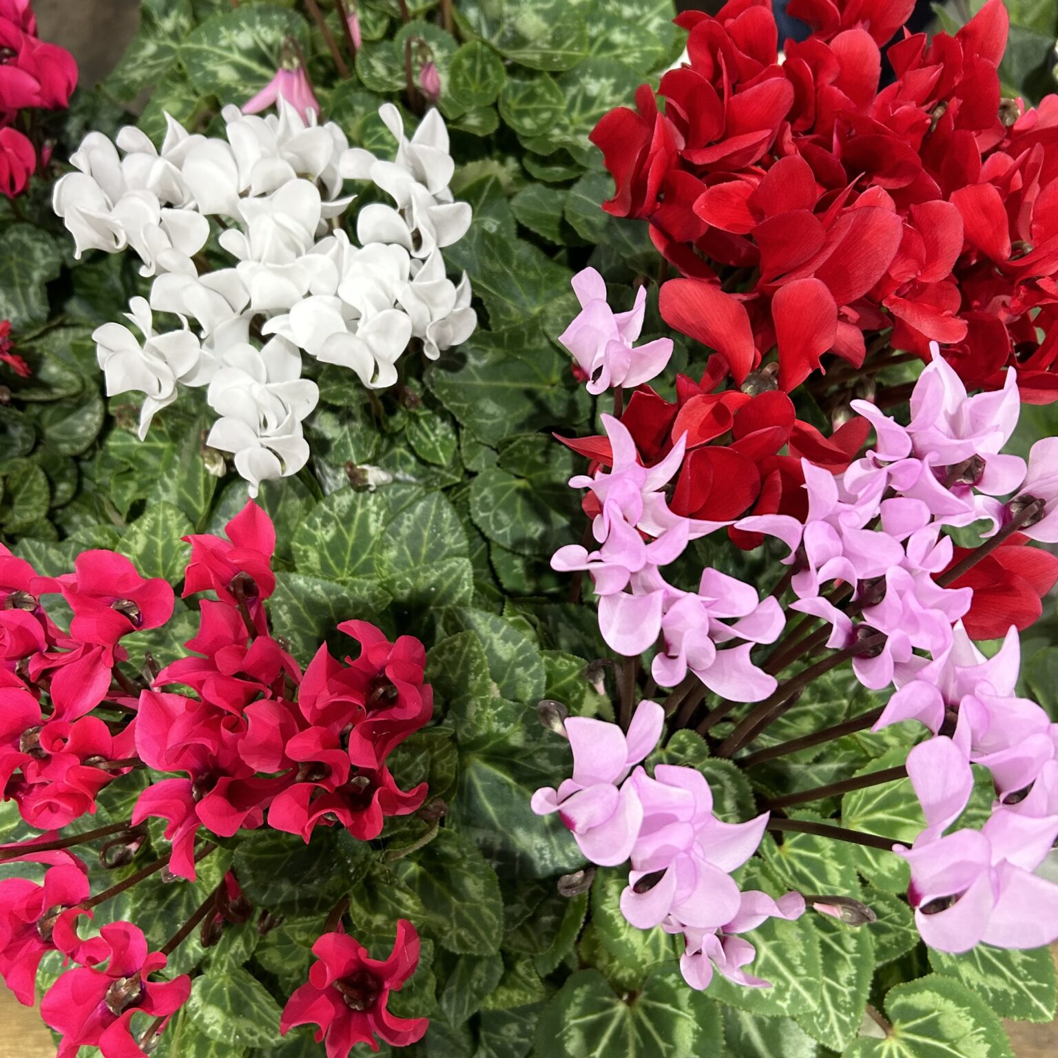 Cyclamen The Flower Express