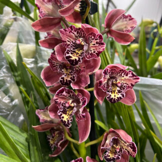 Cymbidium Orchid Plant