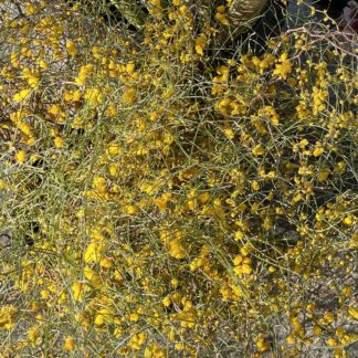 Zig Zag - flowering