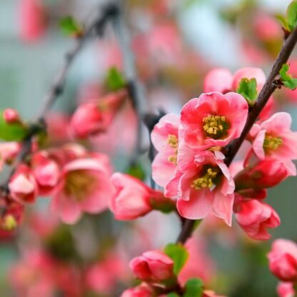 Japonica Blossom
