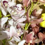 Cymbidium - local