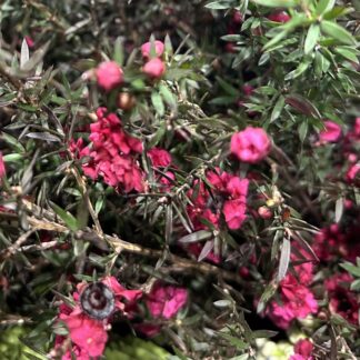 Tea Tree - flowering