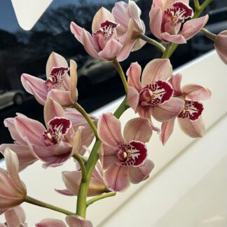 Cymbidium - local