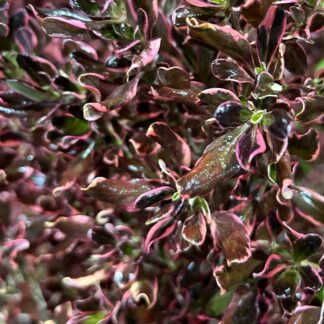 Coprosma