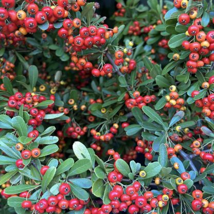 Cotoneaster