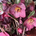 Hellebore