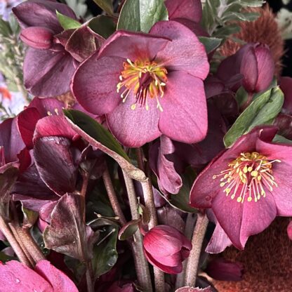 Hellebore