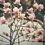 Magnolia - flowering