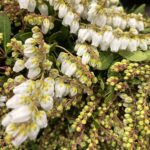 Pieris