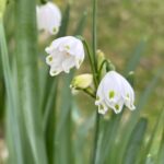 Snowdrops