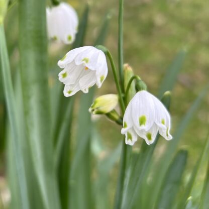 Snowdrops