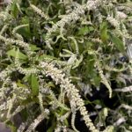 White Buddleia