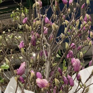 Magnolia - flowering