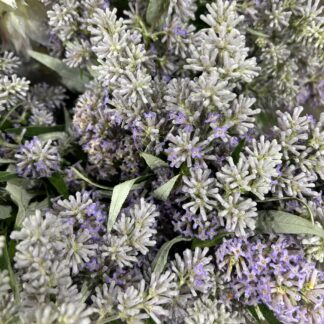 Buddleia