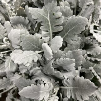 Dusty Miller