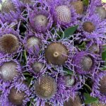 Isopogon