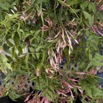 Jasmine - trailing