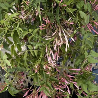 Jasmine - trailing