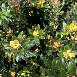 Magnolia - Indica