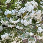 May Bush