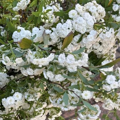 May Bush