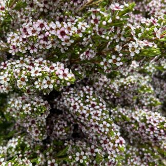 Wax Flower - Pinnacle Pink