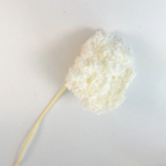 Hydrangea (dried)