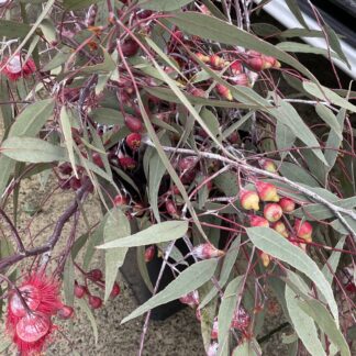 Torquata Gum - flowering