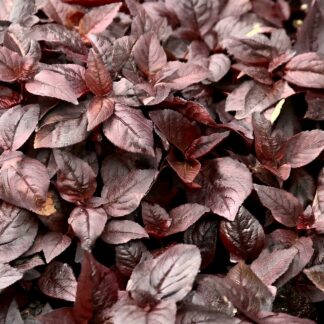 Plum foliage