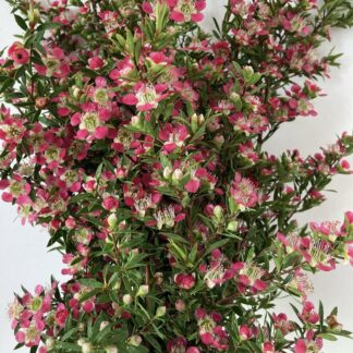 Leptospermum