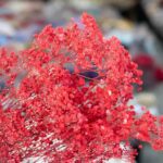 Baby's Breath (dried)