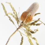 Banksia Prionotes (dried)