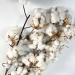 Cotton