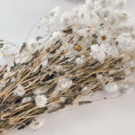Daisy (dried)