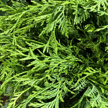 Flat Pine