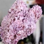 Hydrangea Paniculata (dried)