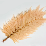 Leather Fern