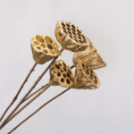 Lotus Pods (dried)